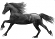 Stow Fair - Traditional Gypsy Horse Fair