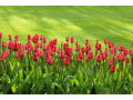 Pinewood Landscape and Garden Maintenance