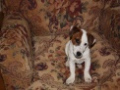 Pump House Upholstery-Antique & Modern Upholstery