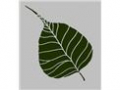 McLean Arboriculture Tree Surgeon & Consultants