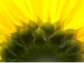 Bonfleur Florists