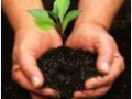 PJ's Garden Care & Maintenance
