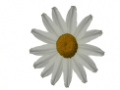 Ruth's Floral Design Studio
