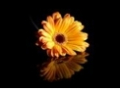 Kathryn Goddard Flower Designer