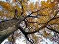 Nunhead T C; Recommended Tree Surgeon East Dulwich