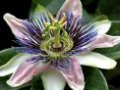 Mayflower Florist