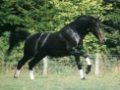 Trevoulter Barton Stud - Stud Farm