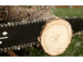 Lillywhite Tree Services