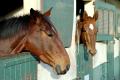 Interfields Equestrian