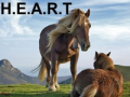Holistic Horse & Pony Centre