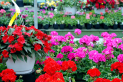All about Gardening - Lincoln Showground!