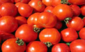 Gloucesters Farmer's Market