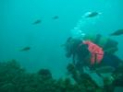 TRY DIVE
