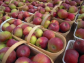 The Farnborough Market