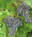 Wine Tasting 28th June