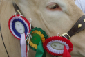 Burwarton Show