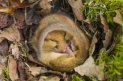 Tottington Wildlife Group (Twigs)