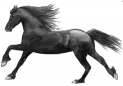 Stow Fair - Traditional Gypsy Horse Fair