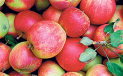 Orchard Day