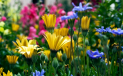 Much Hadham Open Gardens