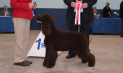 Championship Dog Show 6th - 9th Jun 2013