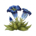 Meeting of the Leicester Group of the Alpine Garden Society