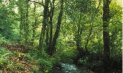 Wild Woods Celebrates its 10th Birthday @ Hockley Woods