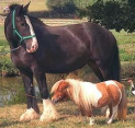 The Lincolnshire Festival Of The Horse
