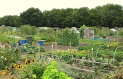 Southby Allotment Open Day
