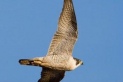 RSPB Peregrine nest at City Hall
