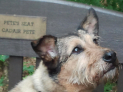Companion Dog Show: Derwent Valley Dog Club/All for Dogs Ltd