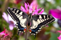 Wye Valley Butterfly Zoo