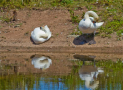 Early Morning Bird Walk at the NMA, Alrewas