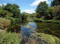 Wandle Walk