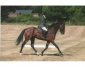 Buckminster Horse Show