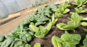 Learn to Grow Your Own Vegetables and Herbs