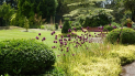 Open Garden at Bolham Manor