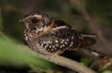 Nightjar Walk