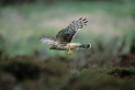 Hen Harrier Carnival at The Alnwick Garden