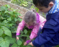 Beanstalk Session - Carshalton Community Allotment