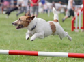Kennel Club International Dog Agility Festival