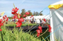 The Rockingham Castle Food & Craft Fair - Great Park