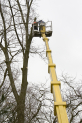 Tree Specialist in Surveyors in Lichfield