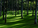 Landscape Gardeners in St Neots