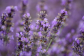 aromatherapy in hitchin