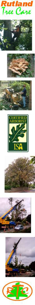 media-image