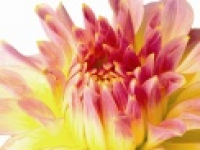 media-image