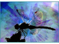 media-image