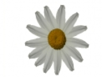 media-image