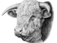 media-image